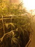 Cannatonic fem - феминизированные семена конопли от Resin Seeds