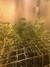 Cannatonic fem - феминизированные семена конопли от Resin Seeds