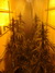 Cannatonic fem - феминизированные семена конопли от Resin Seeds