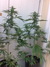 Cannatonic fem - феминизированные семена конопли от Resin Seeds