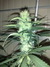 Cannatonic fem - феминизированные семена конопли от Resin Seeds