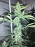 Cannatonic fem - феминизированные семена конопли от Resin Seeds