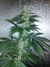 Cannatonic fem - феминизированные семена конопли от Resin Seeds