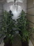 Cannatonic fem - феминизированные семена конопли от Resin Seeds
