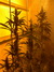Cannatonic fem - феминизированные семена конопли от Resin Seeds