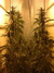 Cannatonic fem - феминизированные семена конопли от Resin Seeds