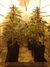 Cannatonic fem - феминизированные семена конопли от Resin Seeds