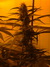 Cannatonic fem - феминизированные семена конопли от Resin Seeds