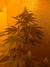 Cannatonic fem - феминизированные семена конопли от Resin Seeds
