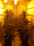 Cannatonic fem - феминизированные семена конопли от Resin Seeds