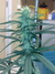 Cannatonic fem - феминизированные семена конопли от Resin Seeds