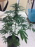 Cannatonic fem - феминизированные семена конопли от Resin Seeds