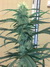 Cannatonic fem - феминизированные семена конопли от Resin Seeds
