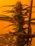 Cannatonic fem - феминизированные семена конопли от Resin Seeds