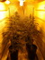Cannatonic fem - феминизированные семена конопли от Resin Seeds