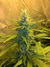 Cannatonic fem - феминизированные семена конопли от Resin Seeds