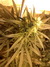 Cannatonic fem - феминизированные семена конопли от Resin Seeds