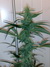 Cannatonic fem - феминизированные семена конопли от Resin Seeds