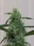 Cannatonic fem - феминизированные семена конопли от Resin Seeds