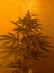 Cannatonic fem - феминизированные семена конопли от Resin Seeds