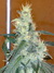 Cannatonic fem - феминизированные семена конопли от Resin Seeds