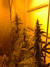 Cannatonic fem - феминизированные семена конопли от Resin Seeds