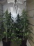Cannatonic fem - феминизированные семена конопли от Resin Seeds