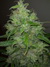 Cannatonic fem - феминизированные семена конопли от Resin Seeds