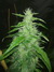 Cannatonic fem - феминизированные семена конопли от Resin Seeds