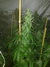 Cannatonic fem - феминизированные семена конопли от Resin Seeds