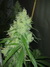 Cannatonic fem - феминизированные семена конопли от Resin Seeds