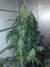 Cannatonic fem - феминизированные семена конопли от Resin Seeds