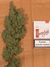 Cannatonic fem - феминизированные семена конопли от Resin Seeds