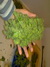 Cannatonic fem - феминизированные семена конопли от Resin Seeds