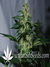 Caramelo fem - феминизированные семена конопли от Delicious Seeds