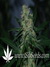 Caramelo fem - феминизированные семена конопли от Delicious Seeds