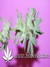 Caramelo fem - феминизированные семена конопли от Delicious Seeds