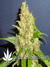 Caramelo fem - феминизированные семена конопли от Delicious Seeds
