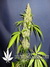 Caramelo fem - феминизированные семена конопли от Delicious Seeds