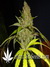 Caramelo fem - феминизированные семена конопли от Delicious Seeds
