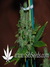 Caramelo fem - феминизированные семена конопли от Delicious Seeds