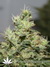 CBD Kush fem - семена конопли от Dutch Passion