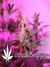 CBD Kush fem - семена конопли от Dutch Passion