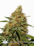 CBD Kush fem - семена конопли от Dutch Passion