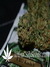 CBD Kush fem - семена конопли от Dutch Passion