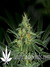 CBD Kush fem - семена конопли от Dutch Passion