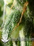 CBD Kush fem - семена конопли от Dutch Passion