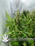 CBD Kush fem - семена конопли от Dutch Passion