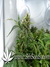 CBD Kush fem - семена конопли от Dutch Passion