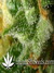 CBD Kush fem - семена конопли от Dutch Passion